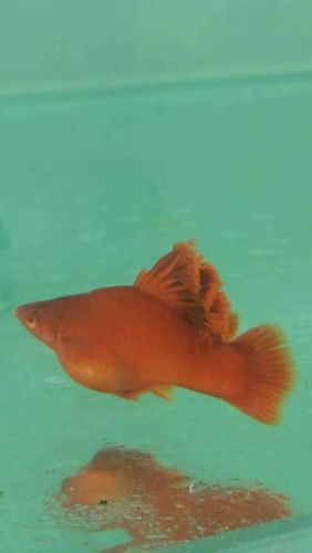 红箭鱼繁殖前胎斑图片