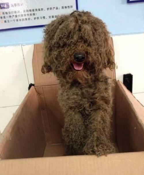 流浪泰迪蹲在街头瑟瑟发抖惹人疼陌生男子做法暖化人心