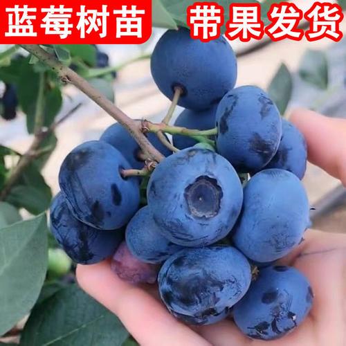 蓝莓树苗原盆带果盆栽地栽阳台庭院耐寒南方北方种植当年结果树苗