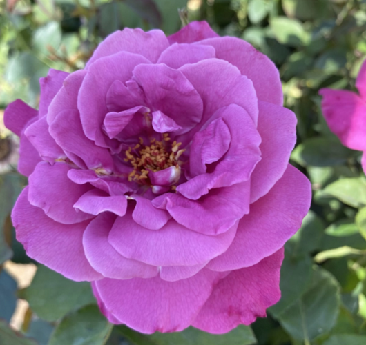 蓝紫色月季珍贵,高雅.