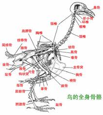 鸟类骨骼