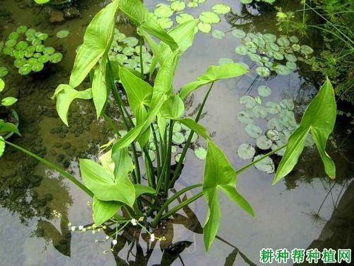 为什么要摘除慈菇老叶