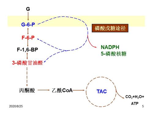 生物化学-磷酸戊糖途径 糖异生及糖原合成.ppt