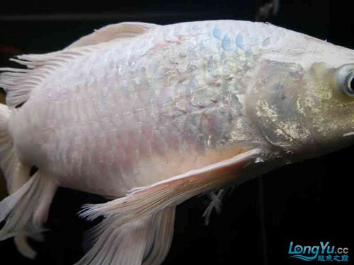 我的蝴蝶鲤病了 - 龙鱼学堂 - 龙鱼之巅