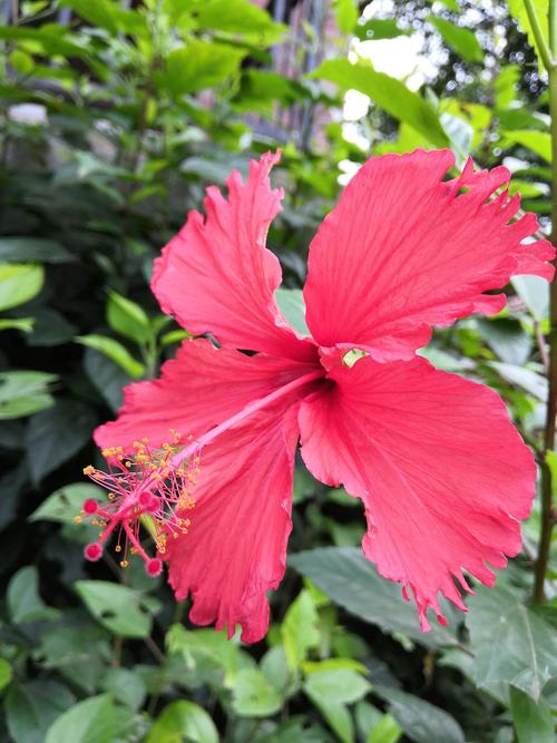 5,朱槿,花市里的年宵花,南宁市花.