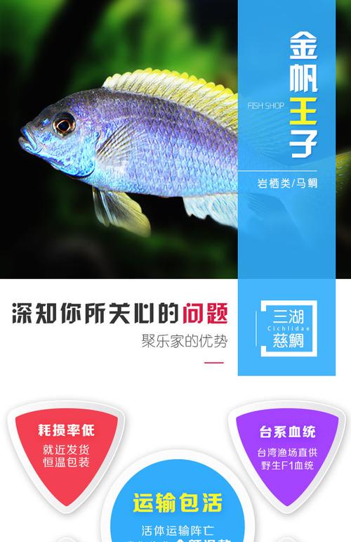 三湖慈鲷马鲷金帆王子进口热带鱼观赏淡水热卖宠物鱼台系进口活体