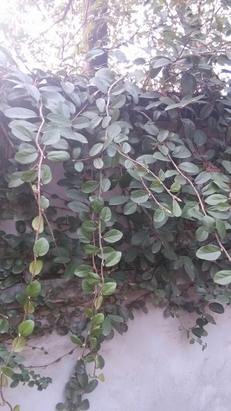 木质藤本,谁认得