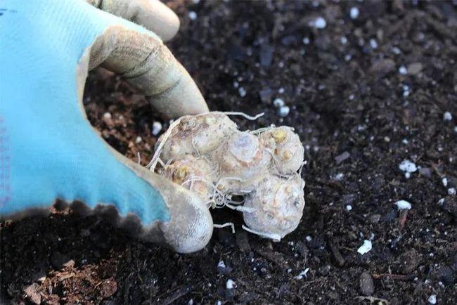 盆栽马蹄莲养护指南,用块茎可以轻松繁殖新植株