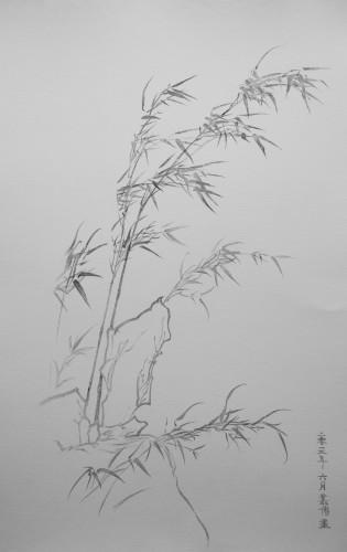 素描竹子编号:176448