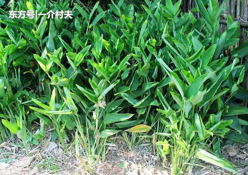 农村才有的一种"野货",它长像竹笋味却似红薯,是南方人都认识