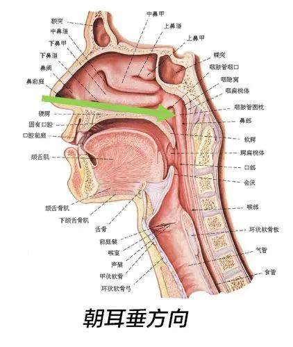 鼻拭子一插到底我们的鼻子到底有多深