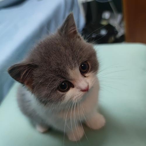 有没有可爱的猫猫狗狗照片