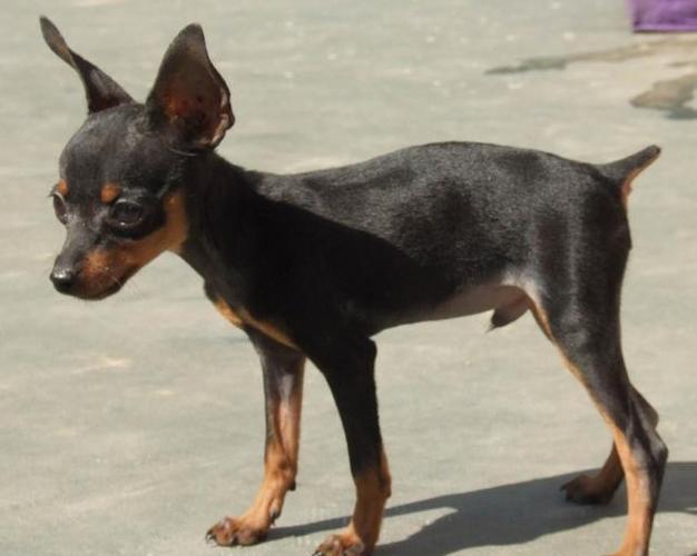 1,小鹿犬