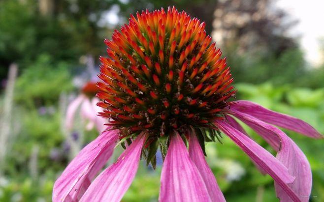 美丽的紫锥花高清电脑桌面壁纸桌面壁纸1