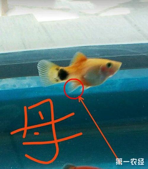 米奇鱼怎么分公母? -养殖技术