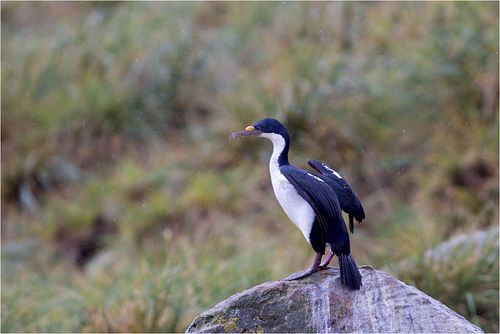 蓝眼鸬鹚(blue-eyed shag)