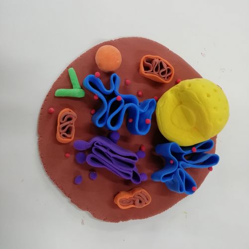 学生实验探究一一细胞器模型制作