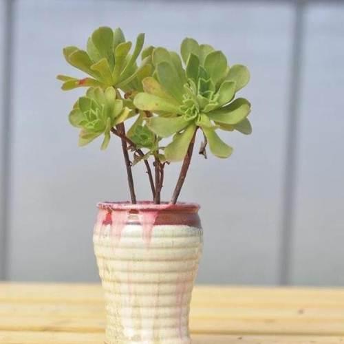 "成株"多肉植物 冰绒群生老桩
