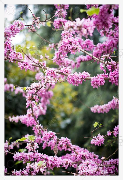 春天盛开的美丽的黄山紫荆花