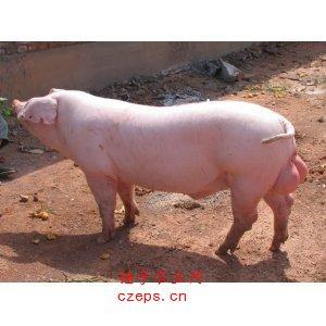 【大白留母猪怎么样】长白和大白母猪图片