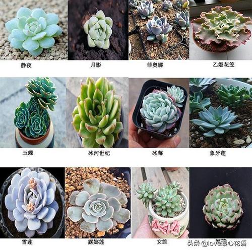 帕米亚玫瑰,锦晃星,花月夜,大和锦,鲁氏石莲花,粉红台阁324种多肉植物