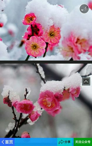 寒 梅 赞 (黄白红梅花相册) 唐国庭