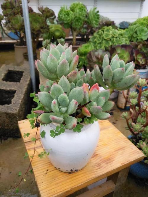 致生活,致多肉!致我们逝去的青春!