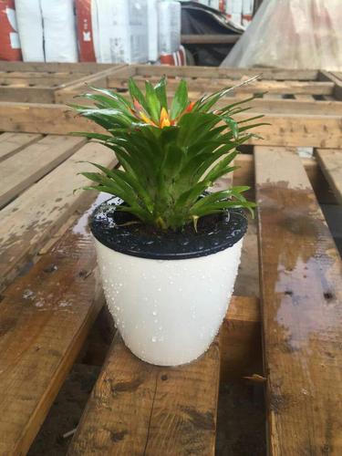 鲁氏园艺精品电脑宝贝