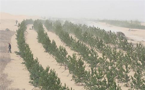 雾霾严重是因为三北防护林挡风导致的?