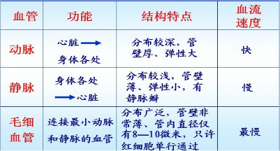 判断动脉,静脉和毛细血管的依据是:从主干流向分支的血管是动脉,由