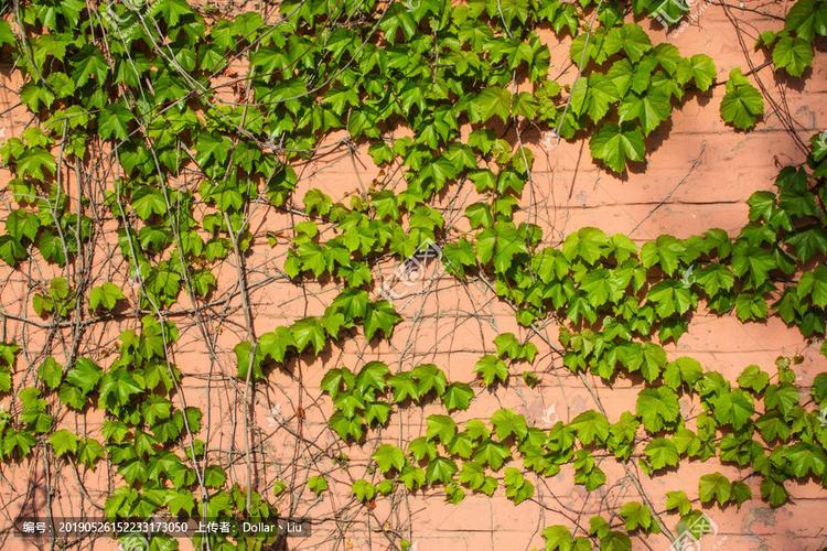 爬山虎