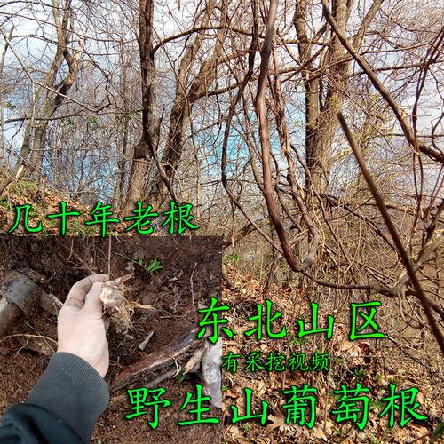包邮野葡萄根(500g)刺葡萄根山葡萄根蛇葡萄根千斤藤根葡萄藤干片