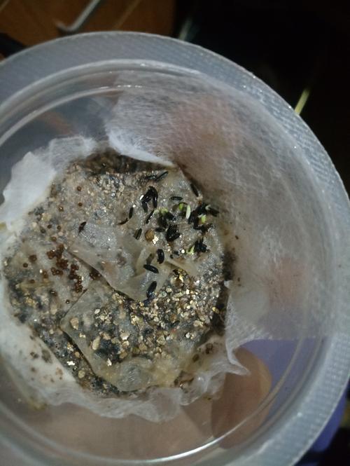 第四天,发芽的金钱菊更多了