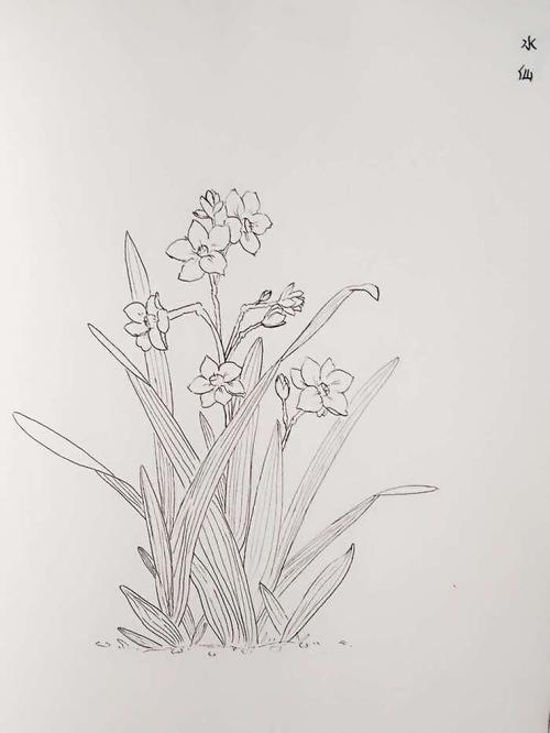 又画了一张水仙