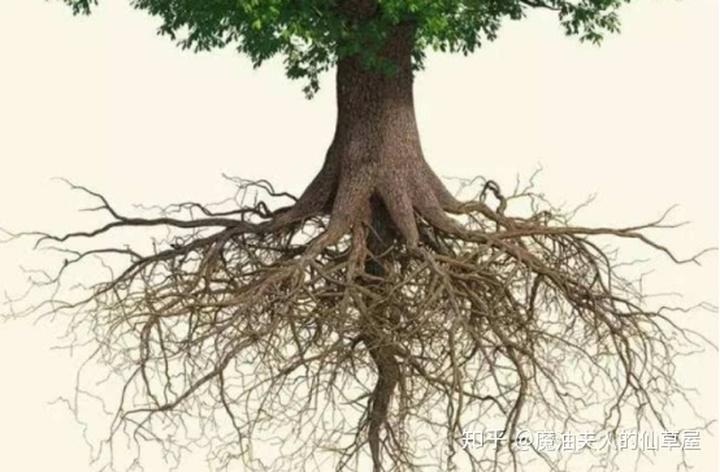 一棵树是怎样让我戒掉买买买的习惯