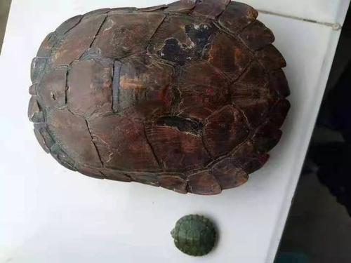 为什么许多人在追求水锈龟?