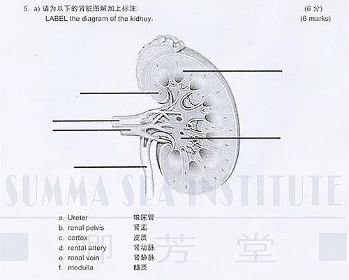 2021 new plan以上为模拟试题中肾解剖图题型,同学们快来小试牛刀吧