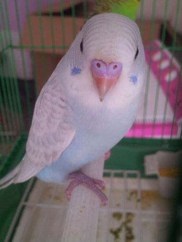 这是什么虎皮鹦鹉 什么蛋白石天蓝灰翅什么的搞不懂