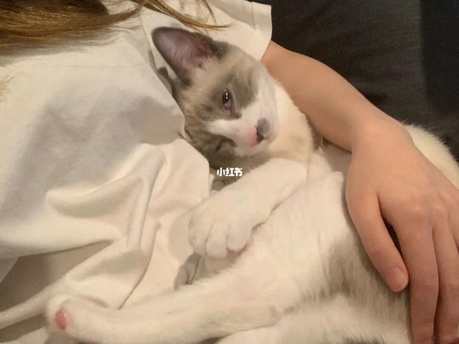 大家的猫子有青少年疏远阶段吗?_猫咪_猫咪踩奶_宠物