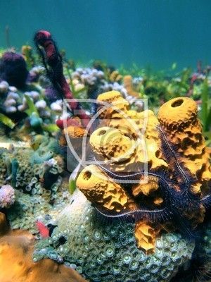 colorful sea sponges