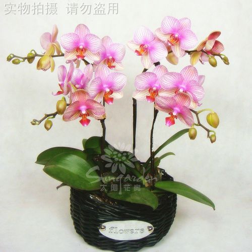 中秋节鲜花蝴蝶兰水晶4株包邮五环内花卉盆栽 北京生日鲜花速递