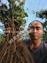 自有果基地大量供应八月炸 八月瓜 牛卵坨苗 紫色 青麻色品种齐全