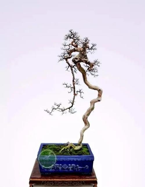 千姿百态雀梅大收集!