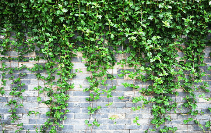 这几种藤蔓植物好看又好养!庭院种植不可错过!