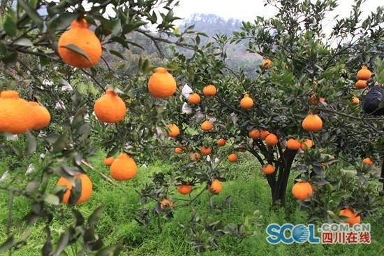 成都蒲江县多举措创建国家级特色水果现代农业产业园