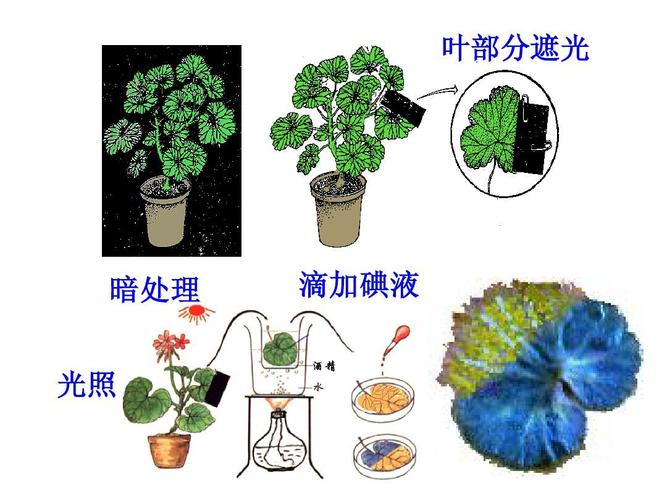 光合作用的探究历程2