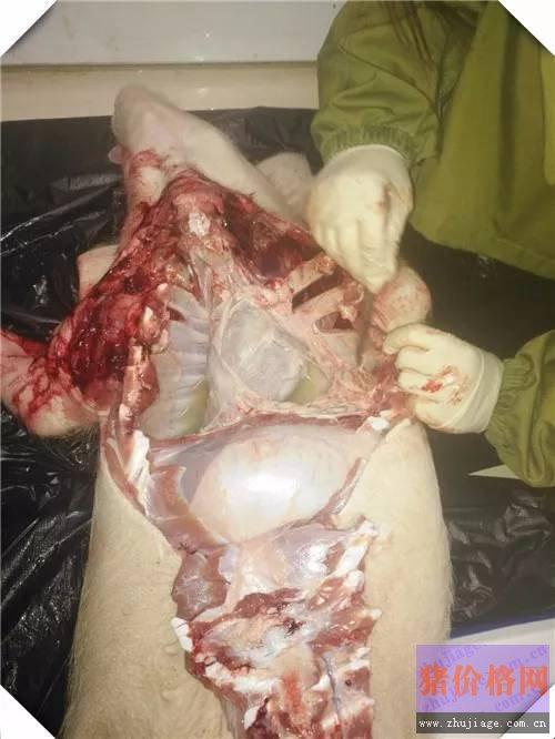 近期猪高热病解剖实例,附图附解决方案
