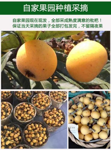 热卖特甜 苏州东山白玉白沙枇杷新鲜孕妇水果5斤顺丰包邮pk西山琵琶果