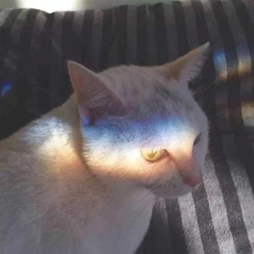 能给我一些高冷的猫的画做头像吗?