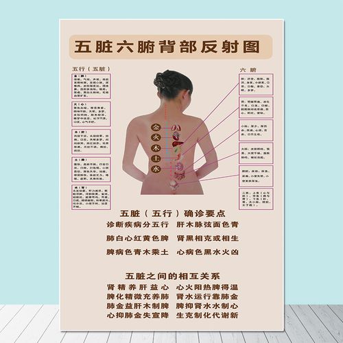 新体五脏六腑背部反射区示意图 美e容院五脏五行时疗海报经络挂画